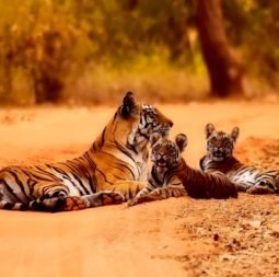Travel & tours agency in pune